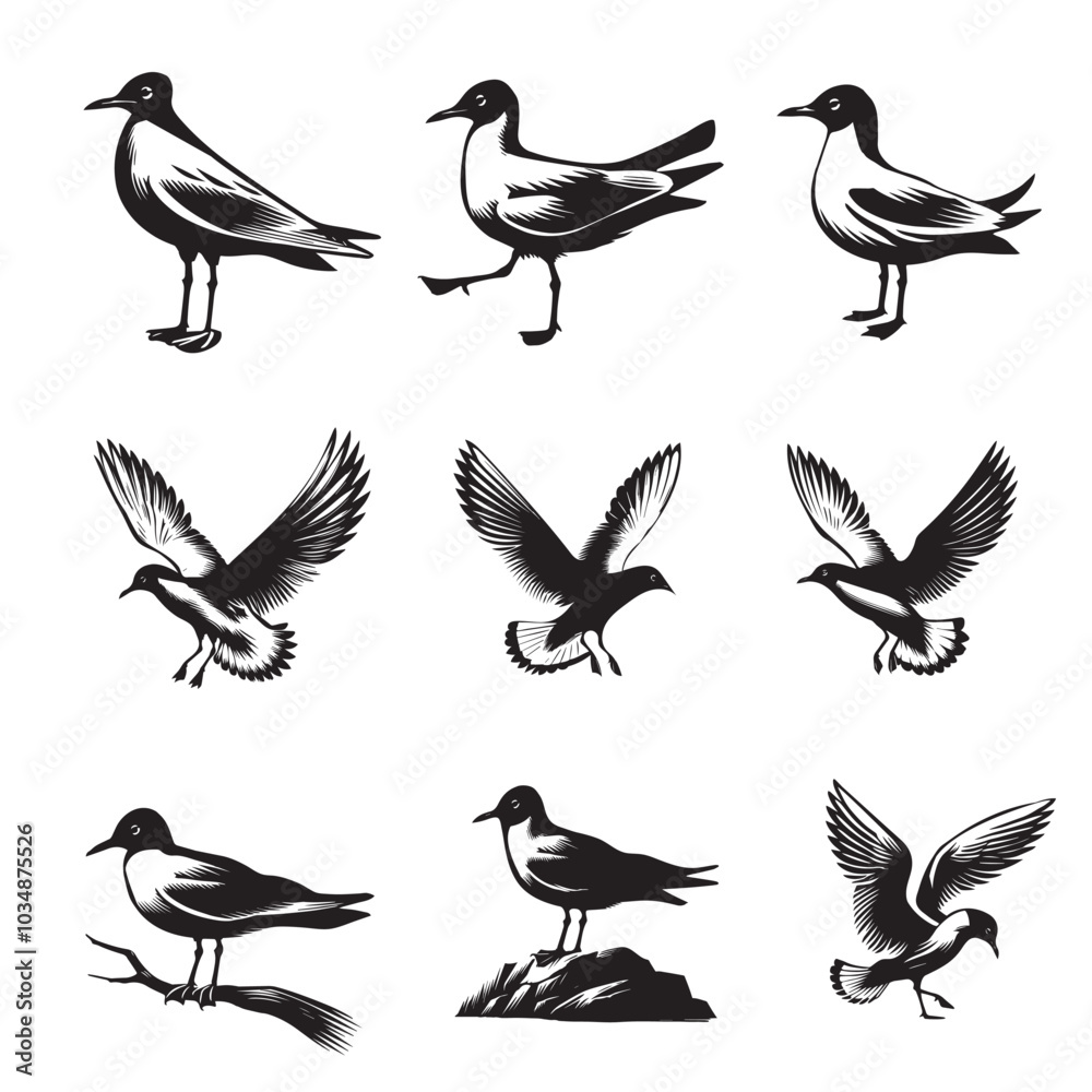 Obraz premium Collection of Black-headed gull Vector illustration - Black-headed gull Bird Clipart Design 