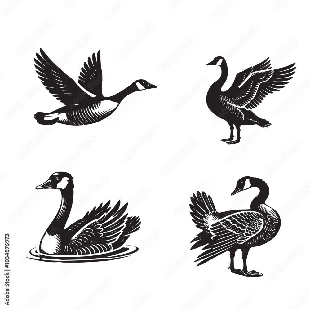 Obraz premium Collection of Canada Goose Vector illustration - Canada Goose Bird silhouette Design 