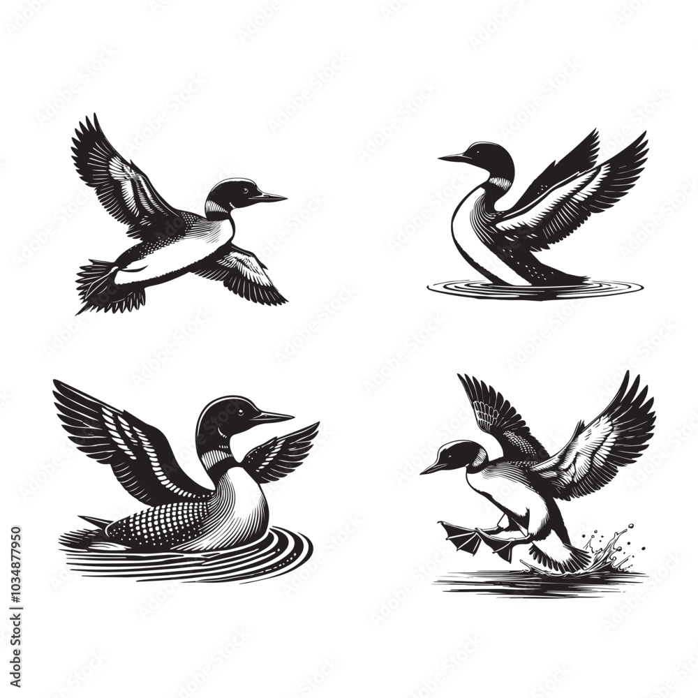 Obraz premium Collection of Common loon Vector illustration - Common loon Bird Clipart Design 