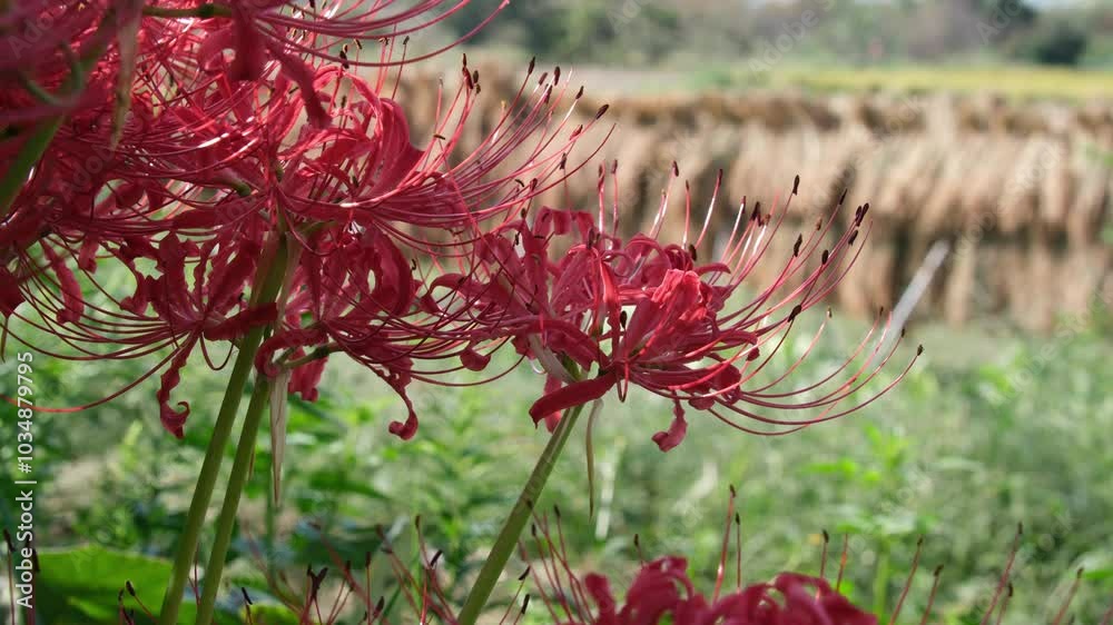 ヒガンバナとハザ掛け