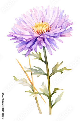 artistic watercolor aster flower, clipart isolated