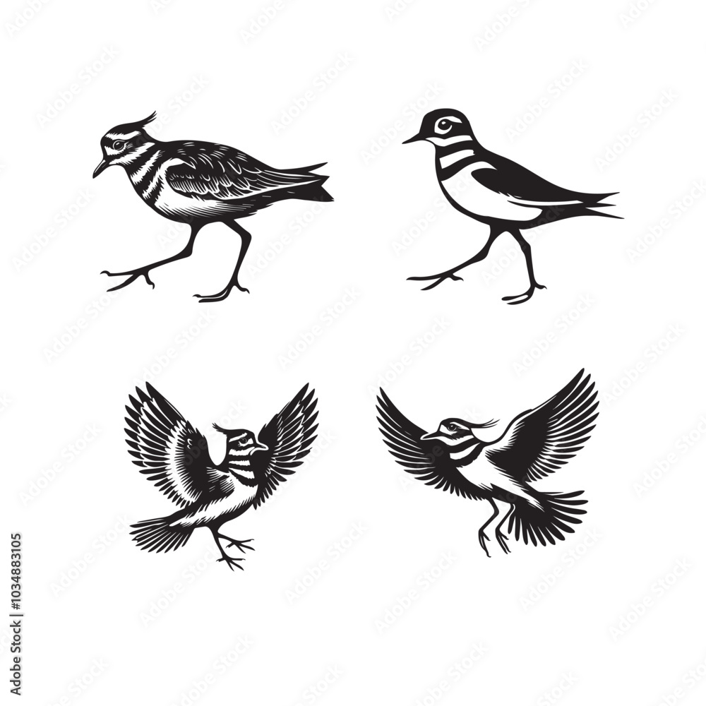 Fototapeta premium Collection of Killdeer Vector illustration - Killdeer Bird Clipart Design 