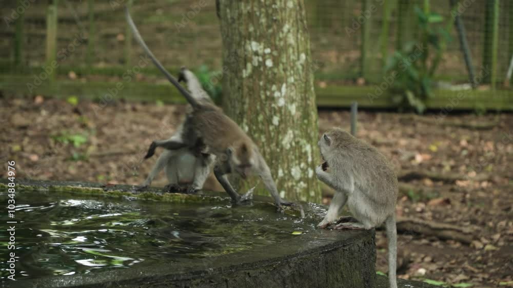 Monkeys by the water in Ubud Monkey Forest, Bali, playfully drinking and watching ripples in the tranquil jungle surroundings, leaping, jumping splashing and playing with each other in slow motion Monkeys by the water in Ubud Monkey Forest, Bali, playfully drinking and watching ripples in the tranquil jungle surroundings, leaping, jumping splashing and playing with each other in slow motion