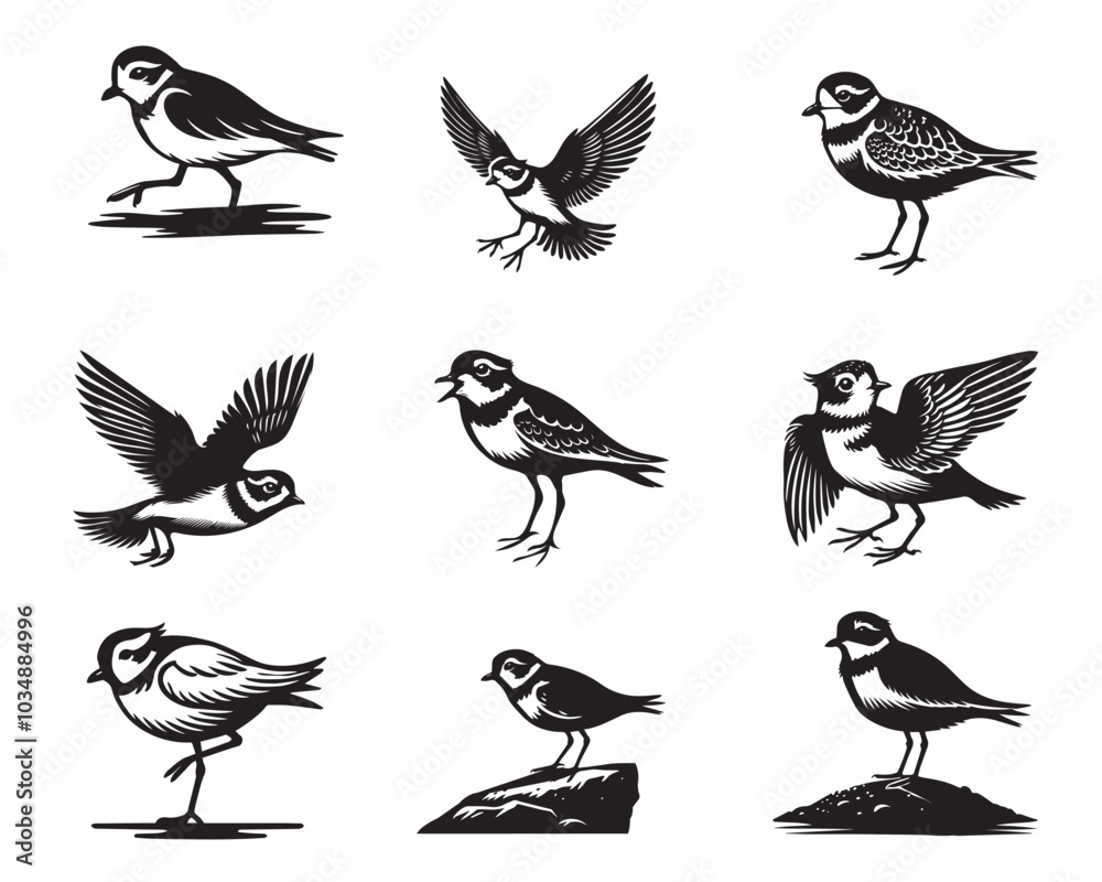 Set of Piping plover Vector illustration - Piping plover Bird Clipart Design
Set of Piping plover Vector illustration - Piping plover Bird Clipart Design