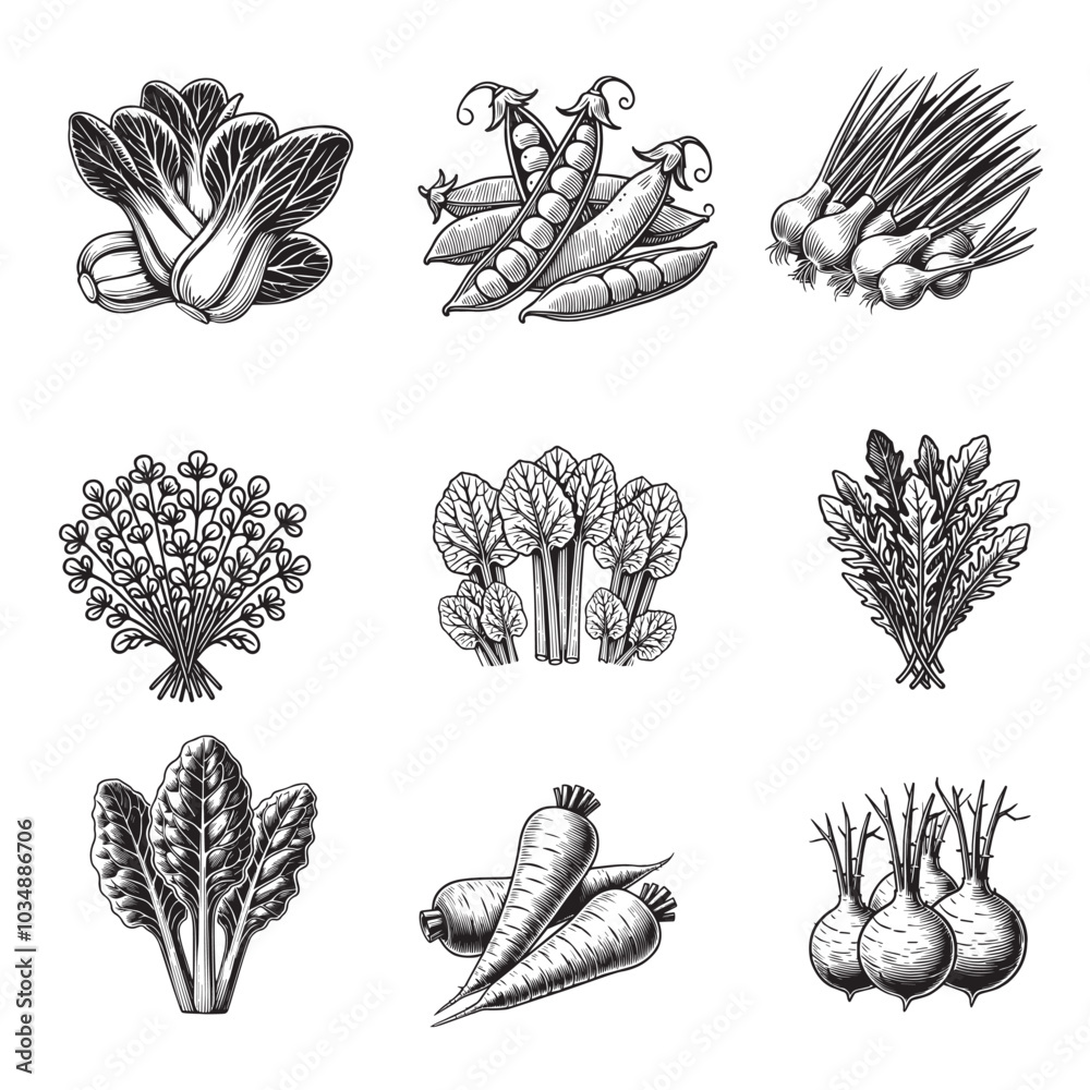 Obraz premium Collection of Vegetable Food Vector illustration - Vegetables Clipart Design