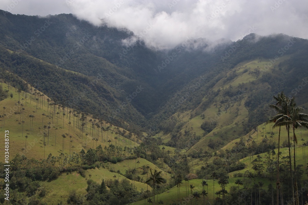 Vista de el Valle de Cocora y sus palmas de cera