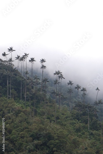 Palma de cera del Quindio entre neblina photo