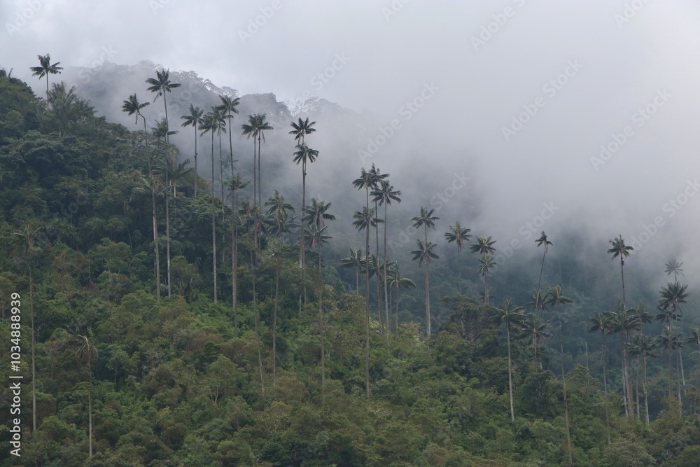 Palma de cera del Quindio en el Valle de Cocora