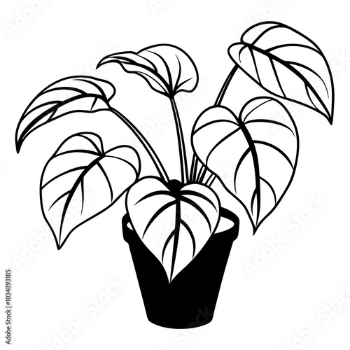 Pothos line art
 vector illustration on a white background
