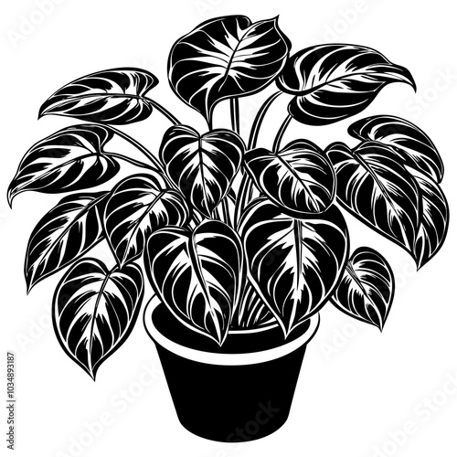Pothos silhouette 
 vector illustration on a white background