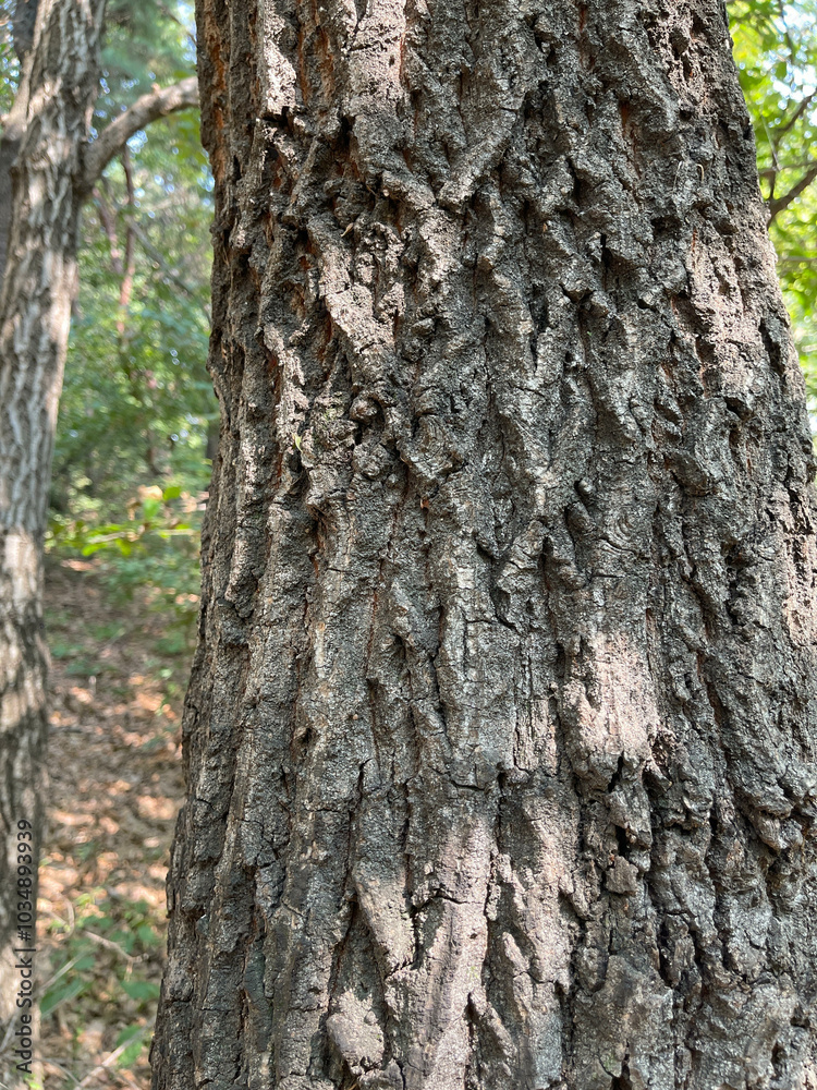 A message that trees convey through the skin A message that trees convey through the skin