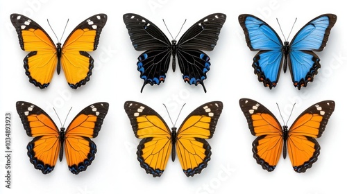 A photostock images of butterflies in different colors, isolated on white background, High Quality