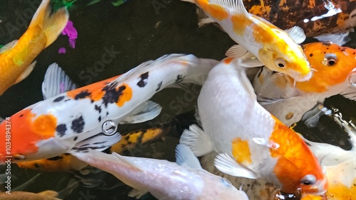 Close up of colorful Koi fishes or Japanese Koi carp swimming in the healthy lake. Koi open mouth finding for food. photo