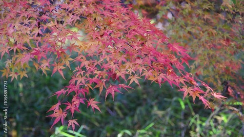 彩り豊かな嵐山渓谷の紅葉