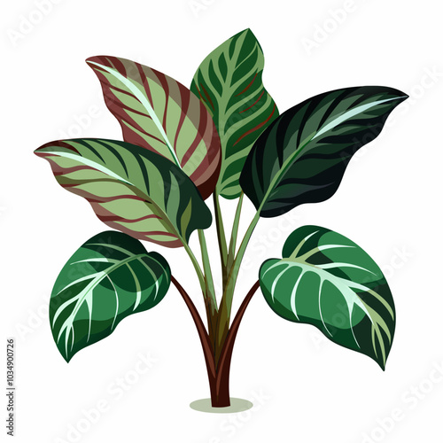 Calathea lancifolia vector art 
