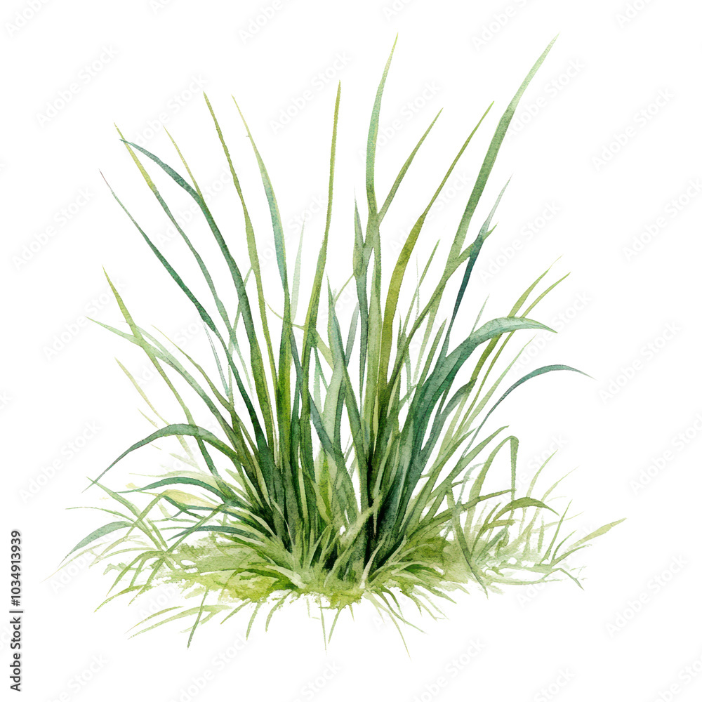 PNG Small patch of grass illustration watercolor art. PNG Small patch of grass illustration watercolor art.