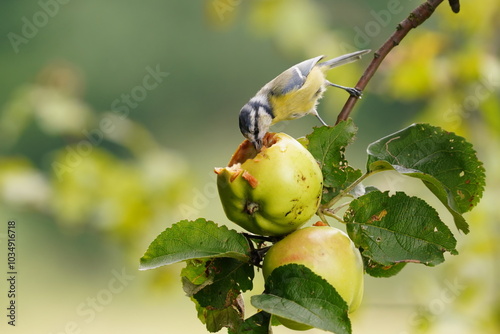 Autumn acene with a cute blue tit. Cyanistes caeruleus. Titimouse sits on a apple twig and eats an apple