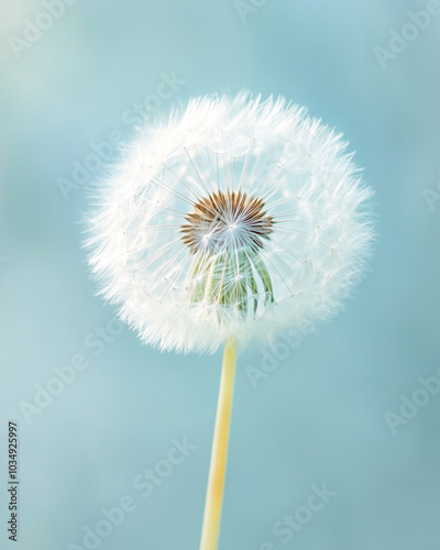 Dandelion Flower against blue sky background spring seeds blowing