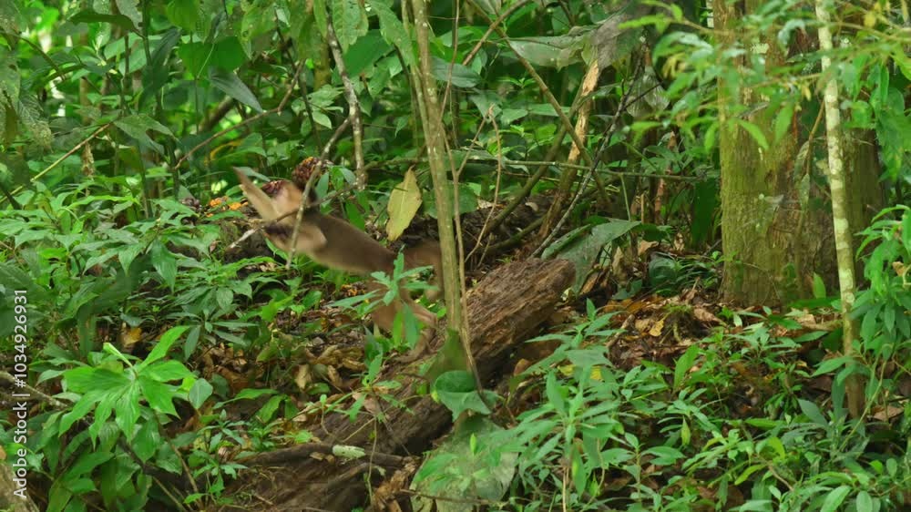 Monkey jumping and climbing on tree, Amazon rainforest. Slow-motion Monkey jumping and climbing on tree, Amazon rainforest. Slow-motion