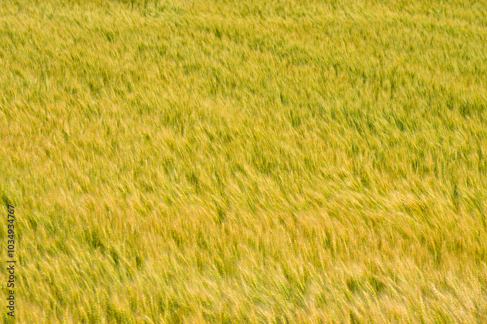 A wheat field sways in slow motion in Hokkaido, Japan / スローシャッターで一面の麦畑が揺れている 北海道 日本 A wheat field sways in slow motion in Hokkaido, Japan / スローシャッターで一面の麦畑が揺れている 北海道 日本