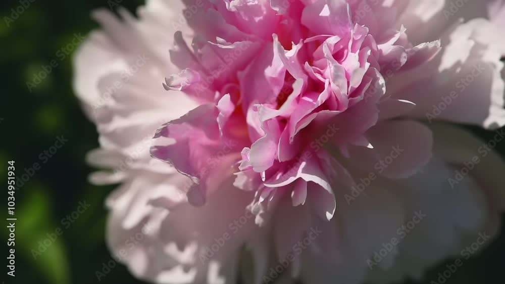 Close-up of pink peony petals. Macro video shot of flower. Floral and botanical concept, summer aesthetic Close-up of pink peony petals. Macro video shot of flower. Floral and botanical concept, summer aesthetic