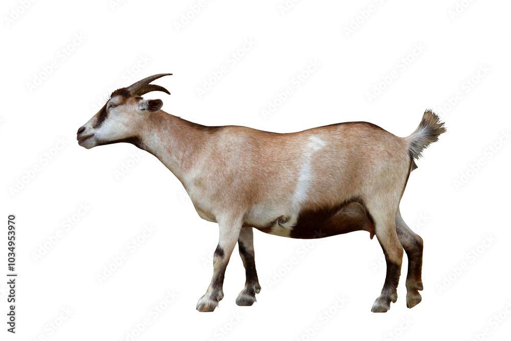 Pygmy goat isolated on transparent background png file Pygmy goat isolated on transparent background png file