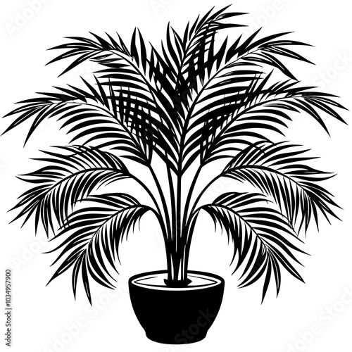Areca palm silhouette 