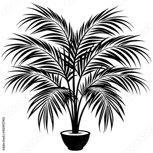 Areca palm silhouette 