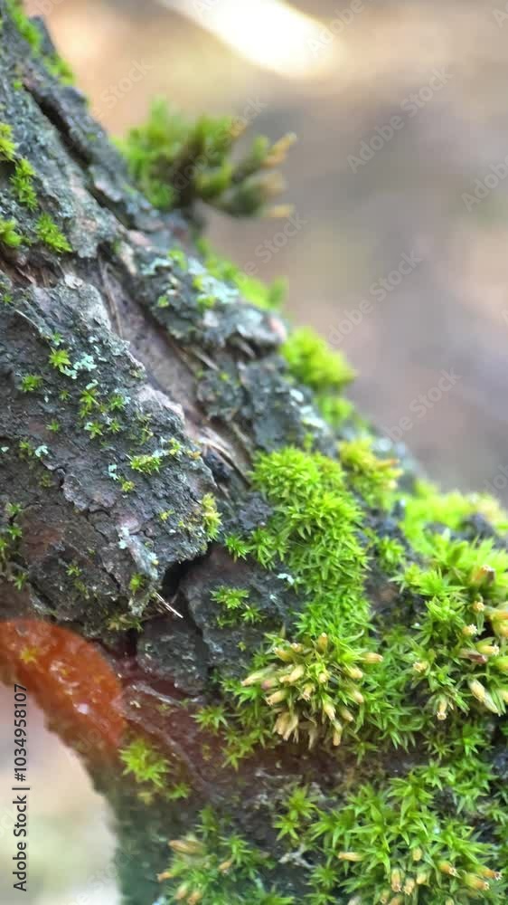 macro of ear mushrooms growing on a moss covered tree trunk in the forest on a sunny day, close up, edible mushrooms macro of ear mushrooms growing on a moss covered tree trunk in the forest on a sunny day, close up, edible mushrooms