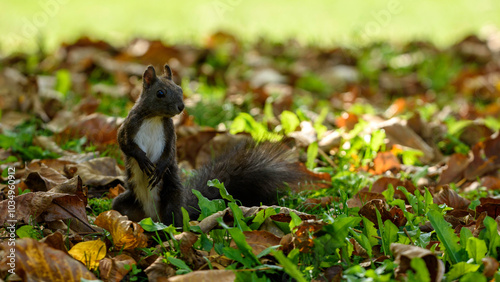 squirrel in the park