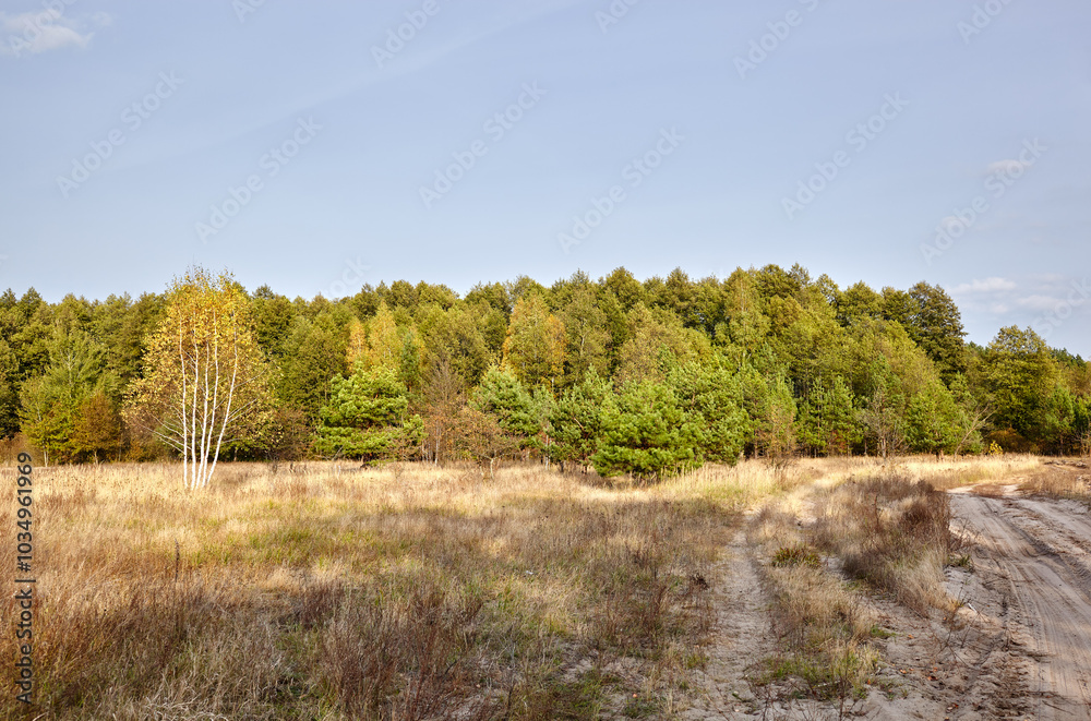 Obraz premium Dense forest against the sky and meadows. Beautiful landscape of a row of trees and road to forest
