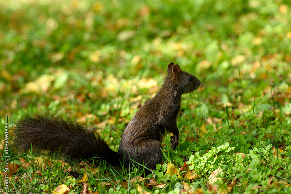 squirrel in the park squirrel in the park