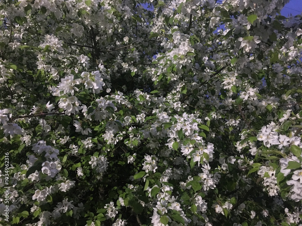 blooming tree blooming tree