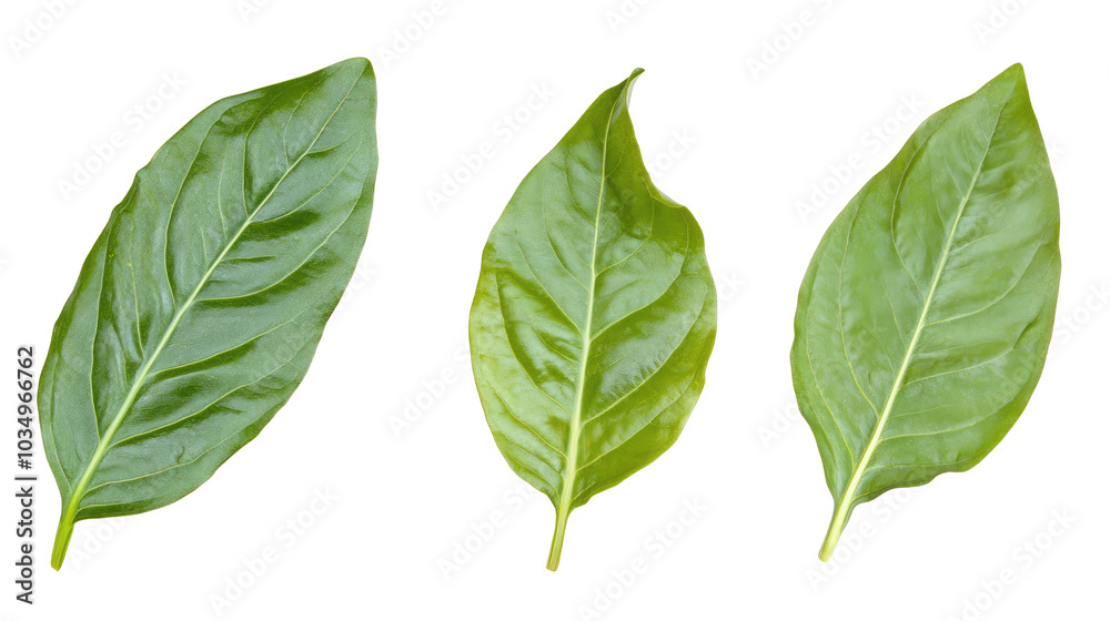 Fototapeta premium Tropical Palm Leaves on Transparent Background Generative AI