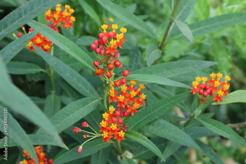 アスクレピアス(トウワタ)の花