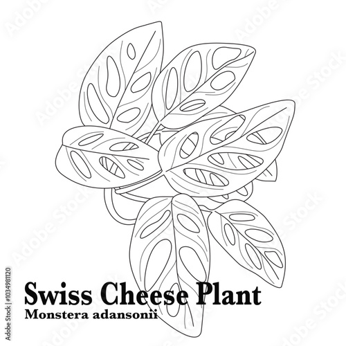 Detailed vector line drawing of a plant with perforated leaves. Ideal for botanical illustrations, nature-themed designs, educational use, coloring book page for plant enthusiasts hobbyists