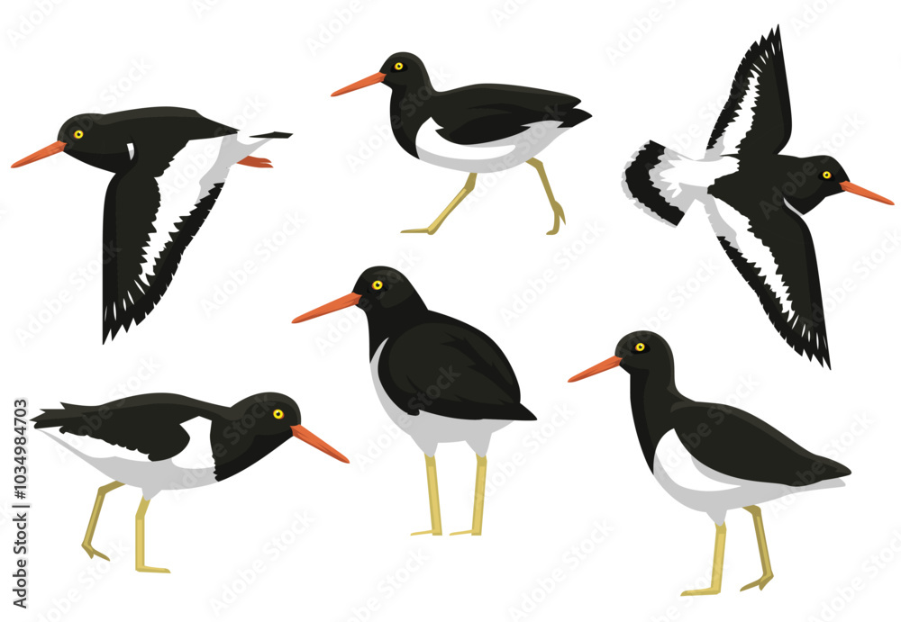 Fototapeta premium Oystercatcher Bird Poses Vector Illustration