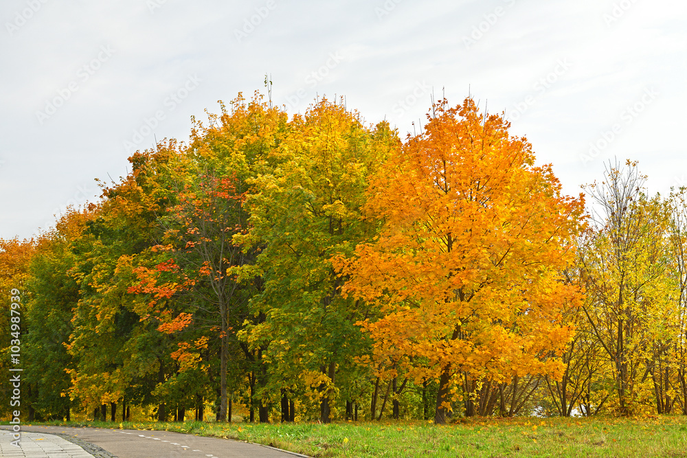 Naklejka premium Bright golden autumn in Mitino Landscape Park. Moscow, Russia