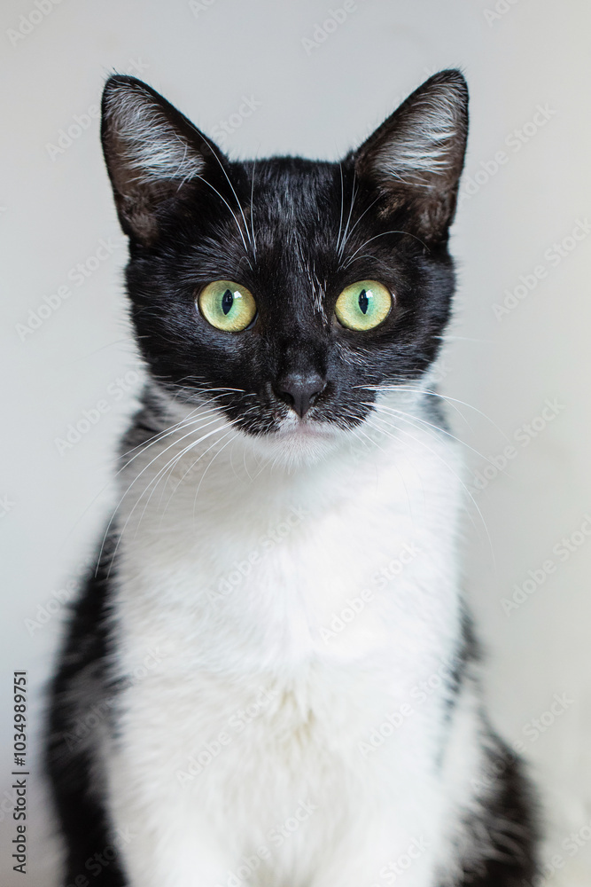 Black and white young cat looking at camera, portrait Black and white young cat looking at camera, portrait