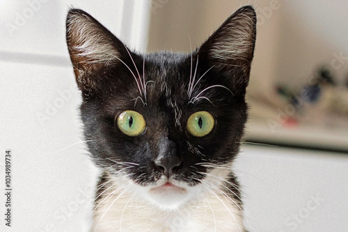 Corious young cat with green eyes looking at camera, portrait photo