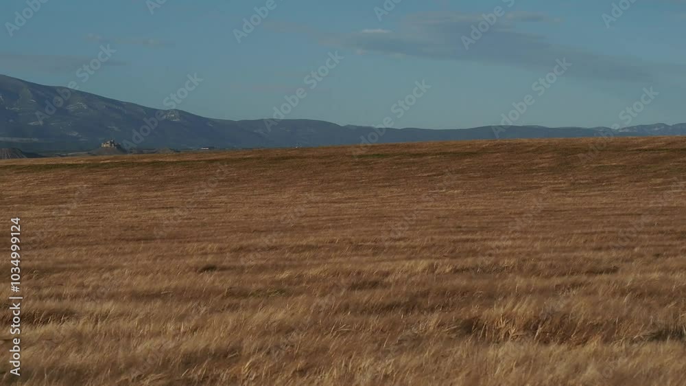 field of wheat in autumnbarley, wheat, moved by the wind field of wheat in autumnbarley, wheat, moved by the wind