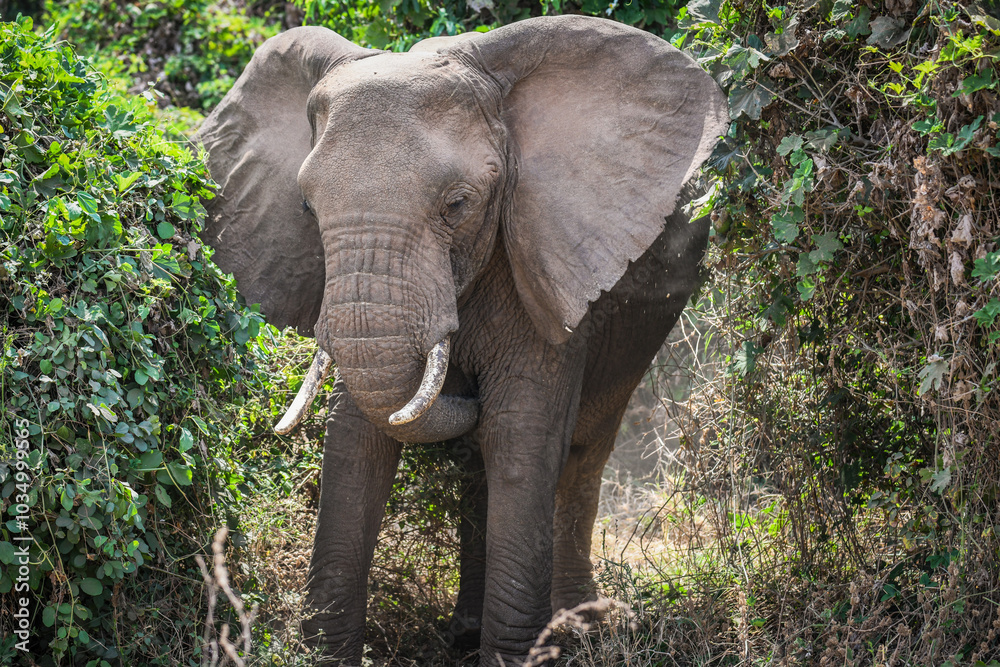 Naklejka premium Elefanten im Lake Manyara Nationalpark