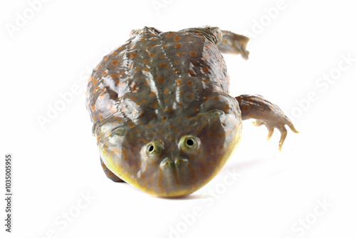 Foto Freddy krueger frog closeup isolated on white background, Budget frog jumps and