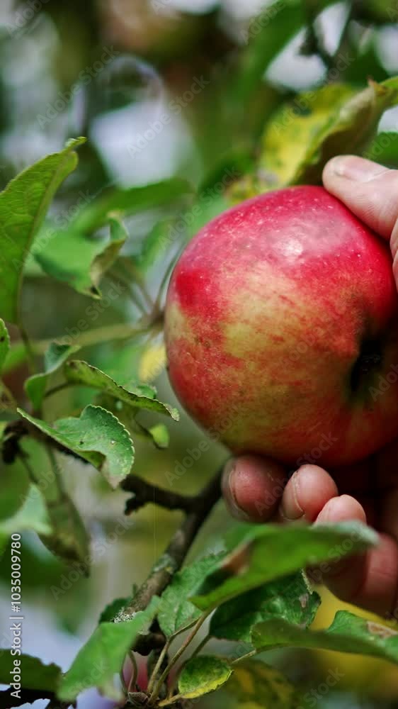 Beautiful ripe red apple hanging from the branch. Close up. Male hand takes the fruit from a tree. Low angle view. Vertical video Beautiful ripe red apple hanging from the branch. Close up. Male hand takes the fruit from a tree. Low angle view. Vertical video