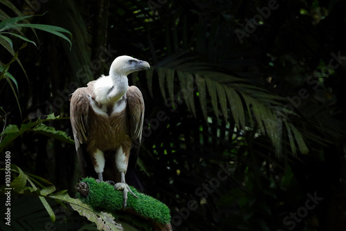 lappet-faced vulture or Nubian vulture Torgos tracheliotos on branch photo