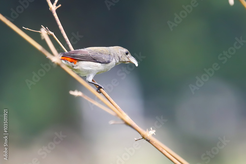 Kemade bird (Dicaeum trochileum) feed their young, scarlet-headed flowerpecker (Dicaeum trochileum) flying feed their young photo