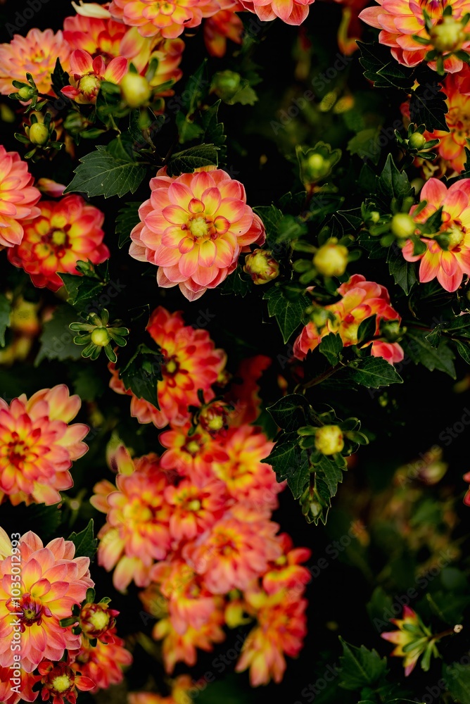 Vibrant Orange and Yellow Dahlias in Bloom Vibrant Orange and Yellow Dahlias in Bloom