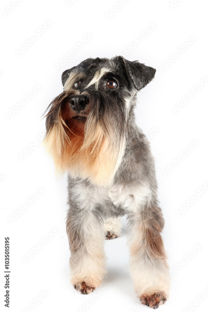 standing miniature schnauzer pepper and salt isolated on white background standing miniature schnauzer pepper and salt isolated on white background