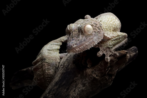 Leaf-tailed gecko (Uroplatus henkeli) closeup on tree with black background, Leaf-tailed gecko (Uroplatus henkeli) isolated on black background photo