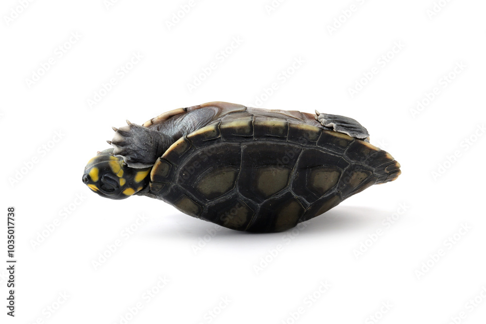 Obraz premium Clown turtle odocnemis unifilis in an upside down position, Clown turtle closeup